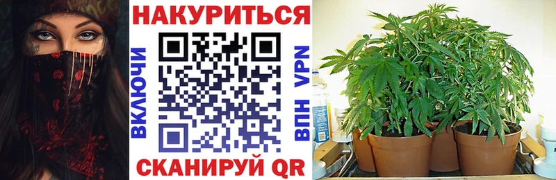 Канабис сатива Вихоревка